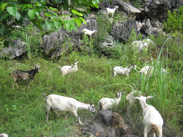 Thịt dê núi Ninh Bình